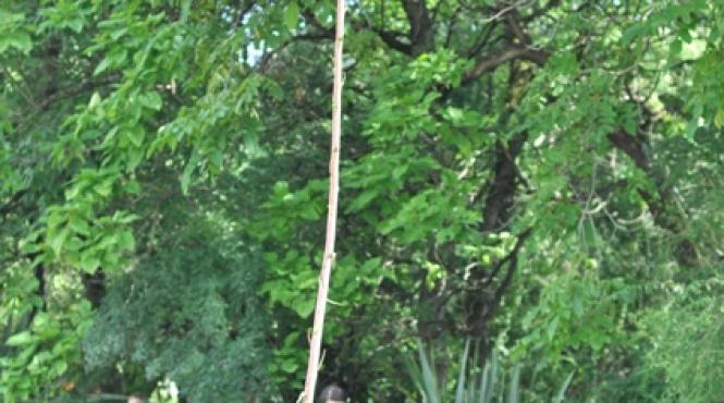 clujenii fac pelerinaj la floarea miraculoasa