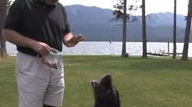 un labrador a devenit un geniu canin al matematicii rezolva exercitii elementare de clasa a vi a video