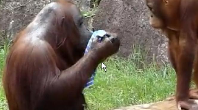 un urangutan se racoreste tacticos la o gradina zoologica din japonia video