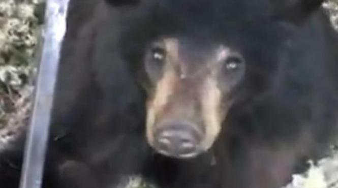 un canadian asteapta sa il vaneze ursul si il filmeaza cand se urca dupa el in copac