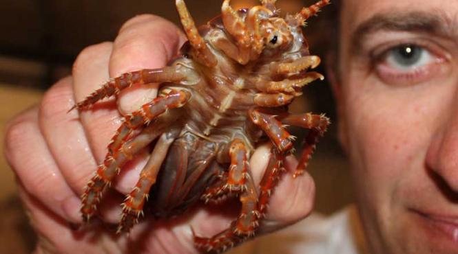 descoperire pe pamant traiesc 8 7 milioane de specii de animale si plante doar 1 2 milioane fiind cunoscute vezi cand vor fi gasite celelalte