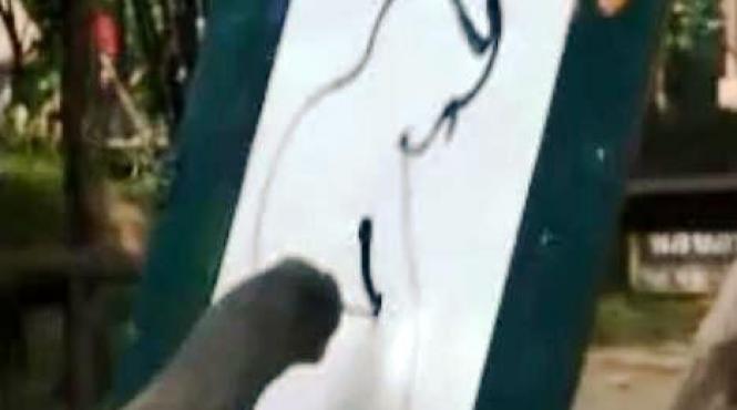 si elefantii picteaza