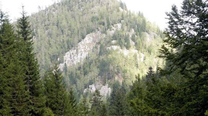 top 100 al proprietarilor de paduri din romania vezi care este cel mai mare mosier al tarii