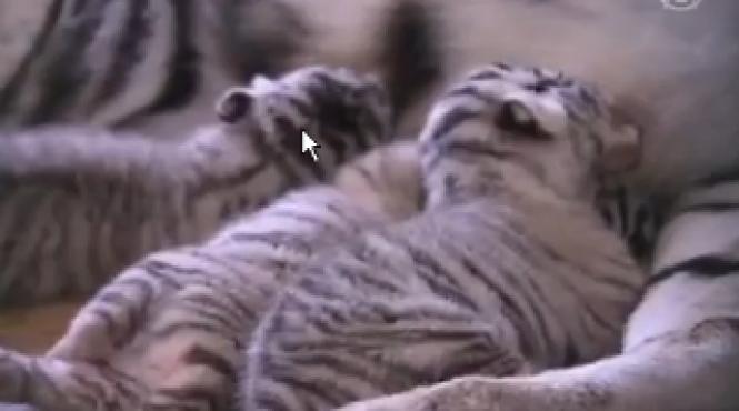 cinci pui de tigru alb s au nascut in captivitate la o gradina zoologica din china video