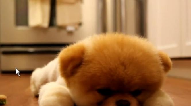 boo cel mai simpatic caine din lume are doua milioane de fani pe facebook video