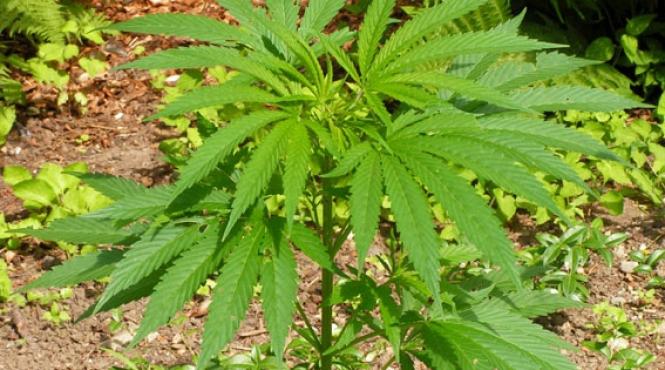 rusia ar putea legaliza cultivarea canabisului