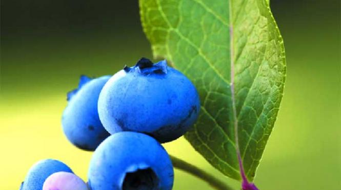 afinele ideale pentru diabetici