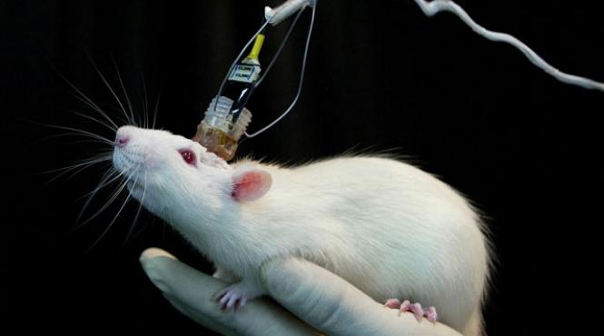 terminator a intrat in faza de laborator a fost creat cerebelul artificial