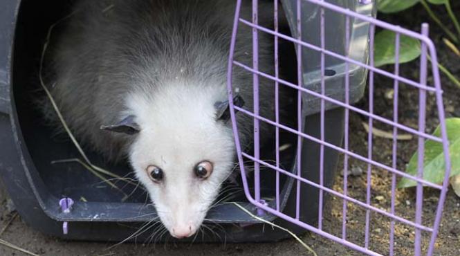 a murit heidi celebrul oposum sasiu