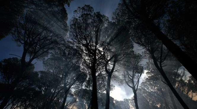 frunza solara care ne va da energie