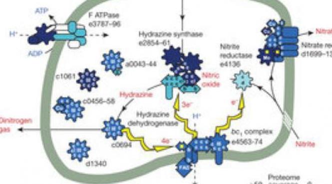 o bacterie primitiva poate produce combustibil pentru rachetele spatiale