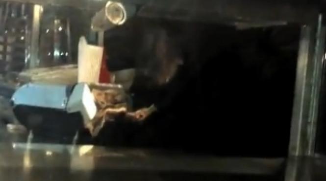 un urs a luat cina intr o pizzerie din canada video