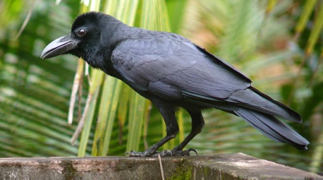 ciorile inteleg simbolurile la fel ca oamenii