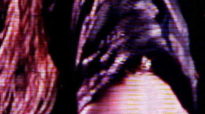 shakira nu si misca fundul pentru ceceni