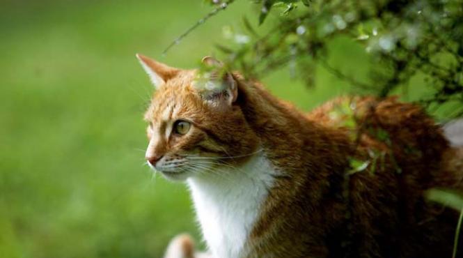 pisi gate cazul unui bolivian care nu a fost expulzat pentru a nu fi despartit de pisica sa incinge spiritele in guvernul marii britanii