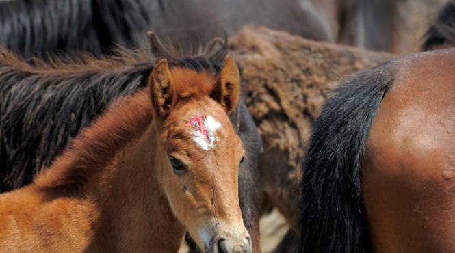 caii din letea dusi la abator dar salvati de ong uri si politie se intorc in delta