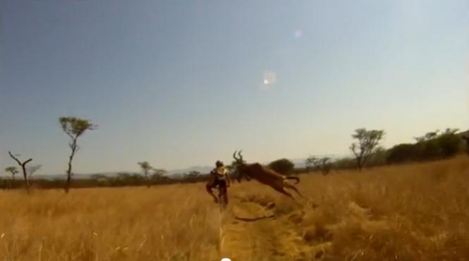 razi copios biker doborat cu un tackling perfect de o antilopa video