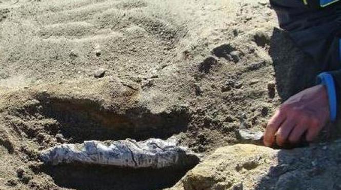 fosilele unei balene care a trait acum 49 de milioane de ani descoperite in antarctica