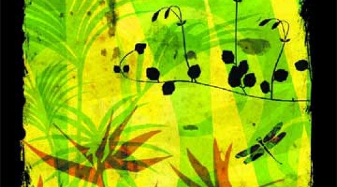 copacul de zahar al malaysiei