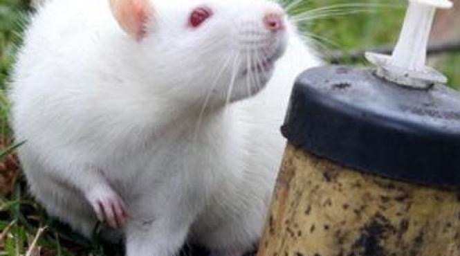 politia columbiana antreneaza sobolani anti tero pentru a curata campurile de mine