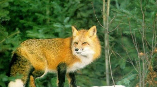 vanatoare de animale turbate in judetul suceava dispusa de prefect