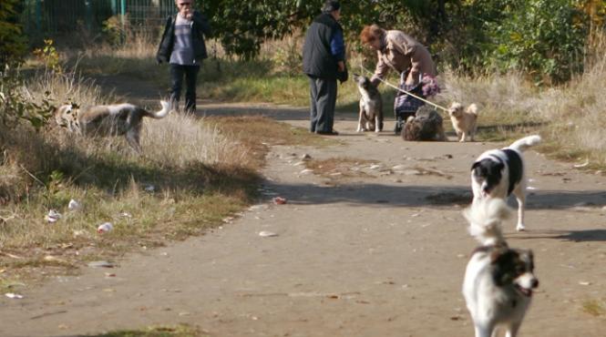 votul la legea cainilor fara stapan a fost amanat pentru doua saptamani