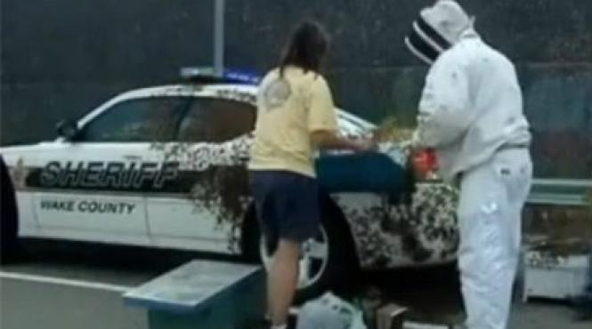 autostrada inchisa dupa ce milioane de albine au scapat din camionul care le transporta