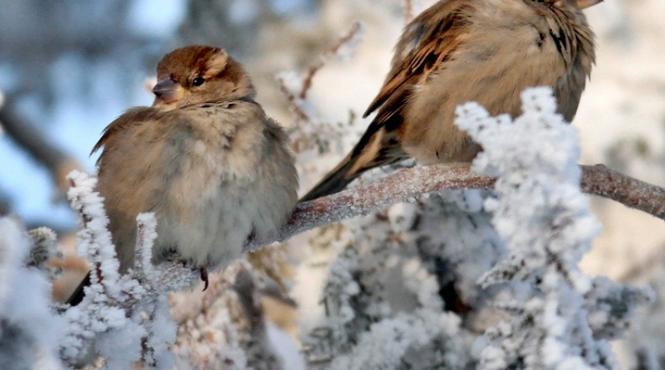 vom avea sau nu zapada de craciun vezi prognoza meteo pe trei luni