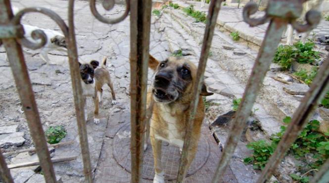 camera deputatilor decide astazi soarta maidanezilor