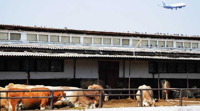 o ferma de vaci falimentara impiedica venirea bmw in romania