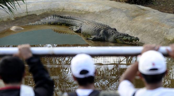 lolong ar putea fi cel mai mare crocodil din lume video