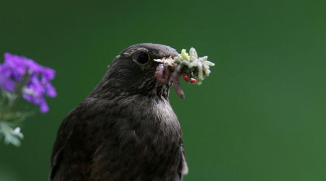 trafic cu pasari cantatoare peste 10 000 de pasari au fost gasite ucise intr un camion din romania la granita cu ungaria