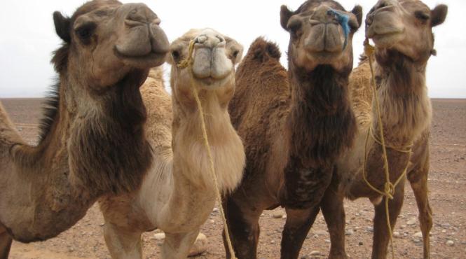 20 de camile au interdictie de a intra in romania vezi de ce au fost oprite de vamesi