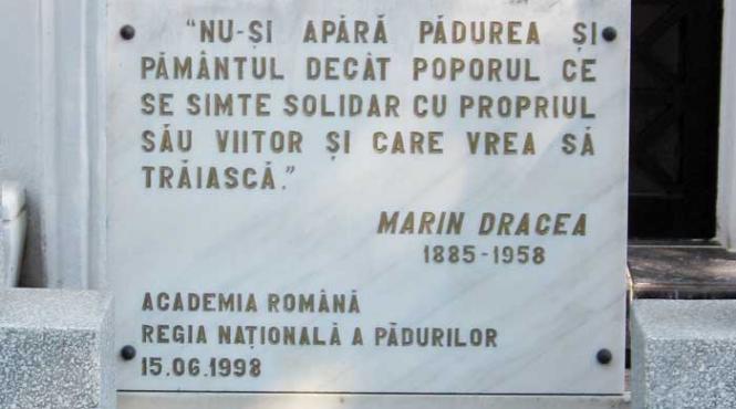 mafii verzi silvice si energetice