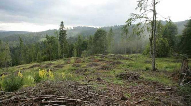 inventarul termitelor care devoreaza padurile romaniei