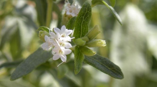 uniunea europeana a autorizat stevia ca indulcitor natural