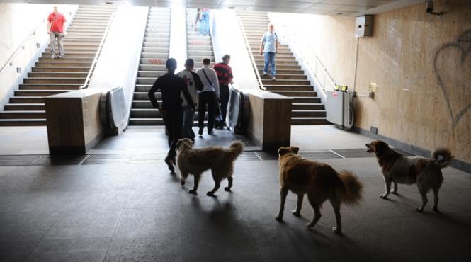 deputatii au decis maidanezii pot fi eutanasiati sunteti de acord sondaj