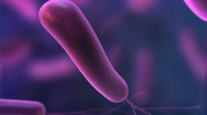 medicamente alimente bacterie si ulcere
