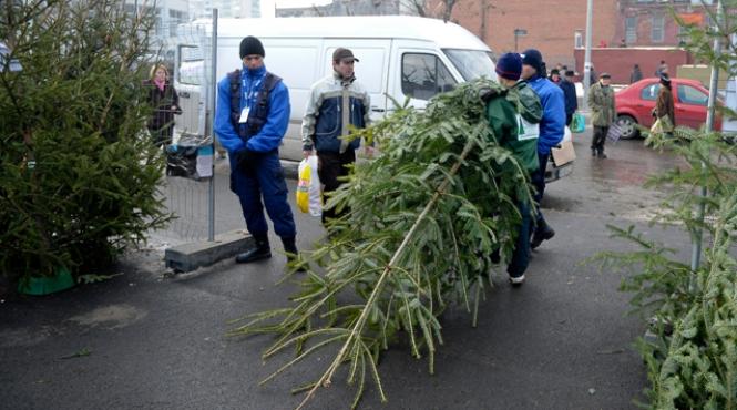 rnp scoate la vanzare 82 000 de brazi de craciun
