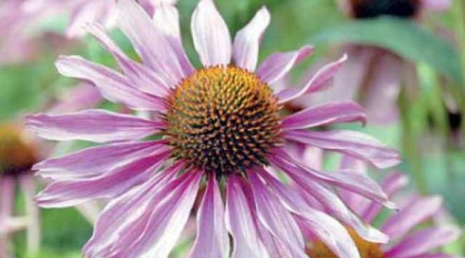 terapii naturale echinacea calmeaza durerile de dinti