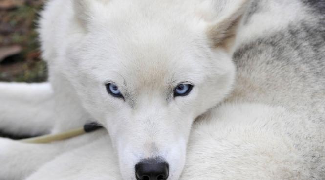 unde au fost domesticiti prima data cainii dovezile arheologice sunt contrazise de cele genetice