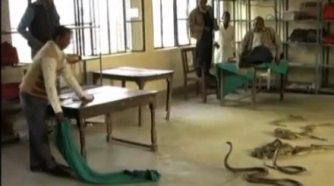 un dresor de serpi si a eliberat cobrele intr un birou de colectare a taxelor video