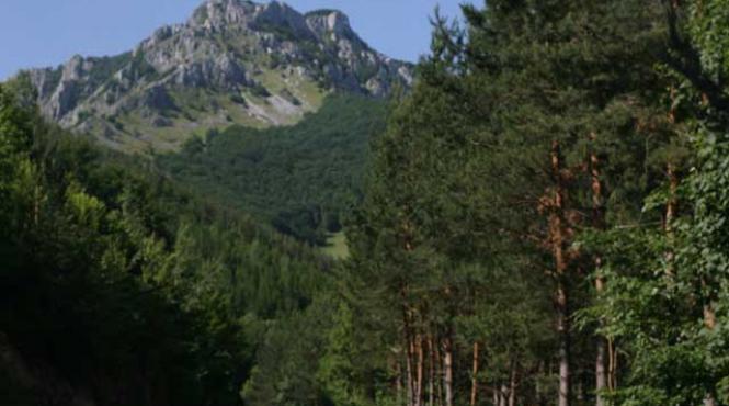 parcul national domogled devastat de un puternic incendiu