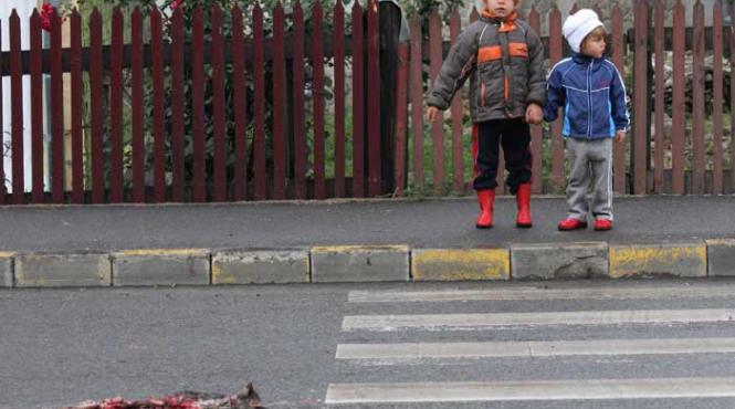 zebra pisicul si niste oameni