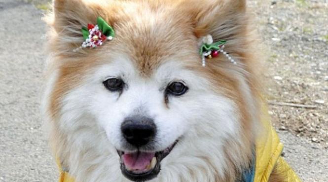 a murit pusuke cel mai batran caine din lume