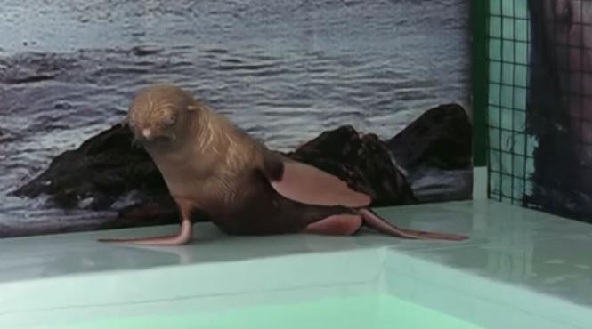un pui de foca a fost abandonat de familia sa pentru ca are blana roscata si labute roz video