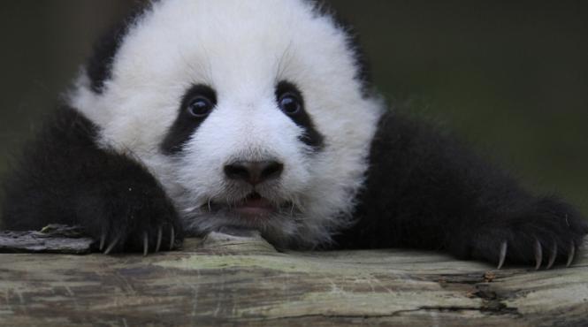 biologii chinezi isi sufleca manecile incepe recensamantul excrementelor de ursi panda