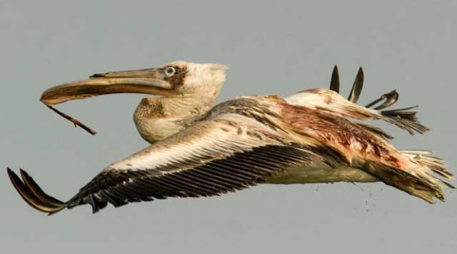 cine se afla in spatele reintroducerii vanatorii in delta dunarii liviu mihaiu vorbeste despre parlamentarii vanatori si despre ceilalti dusmani ai deltei