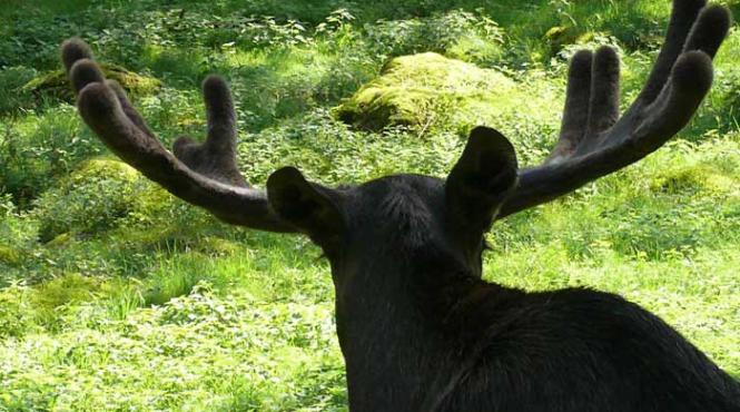 moartea vine nemteste