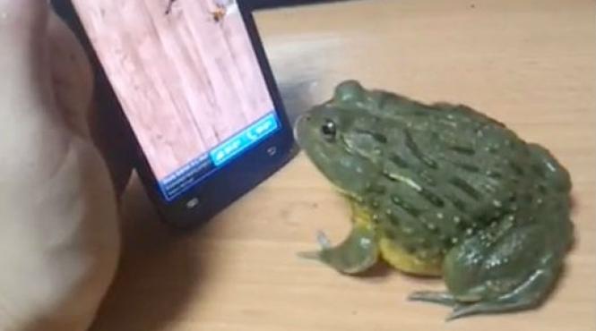 viralul lunii o broasca tachinata cu smartphone ul se razbuna groaznic video
